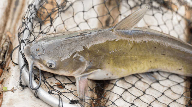 Pesona Lele: Si Ikan Lokal Tinggi Protein, Tak Kalah dengan Salmon!
