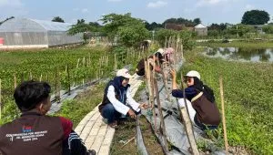 Mahasiswa KKN UPGRIS Tanam Cabai di ALE untuk Perkuat Potensi Ekonomi Desa