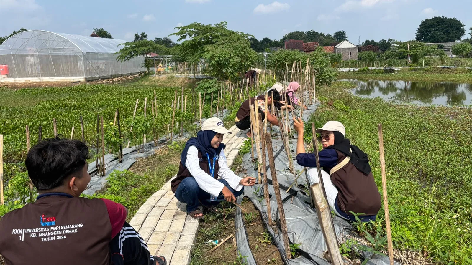 Mahasiswa KKN UPGRIS Tanam Cabai di ALE untuk Perkuat Potensi Ekonomi Desa