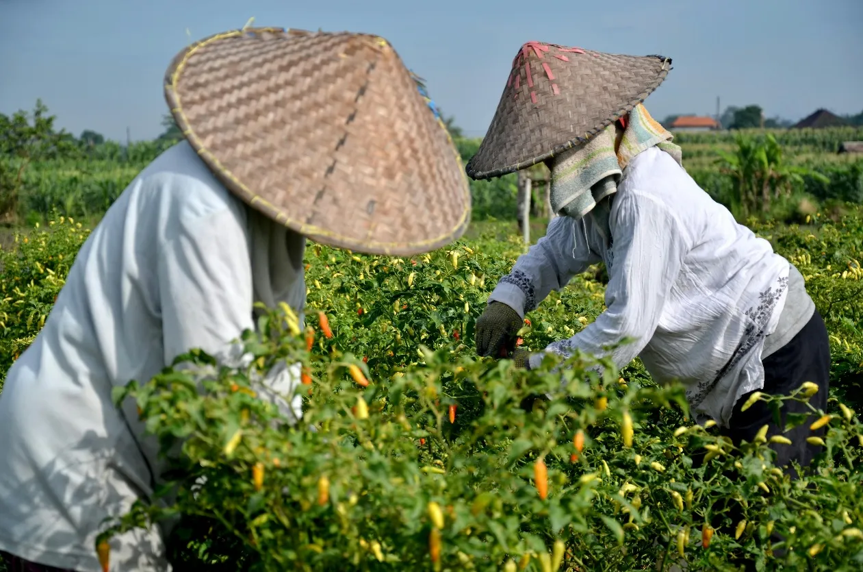 Menjinakkan Inflasi Pangan Tanpa Mengorbankan Petani